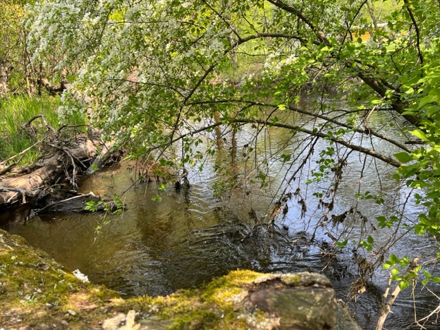 Goose Creek 